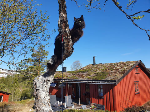 På fjelltur med Nilsepus