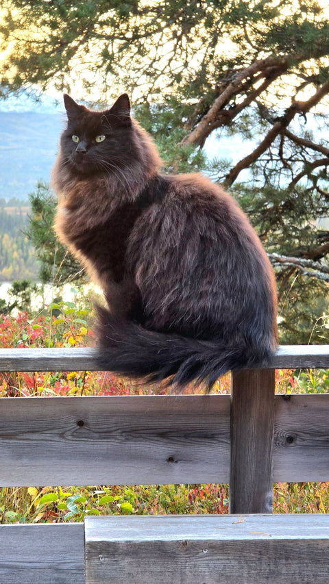 Når man våkner til brak, panikk og fjær i munnen